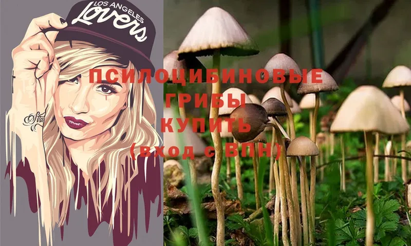 Псилоцибиновые грибы Psilocybe  как найти закладки  Александров 